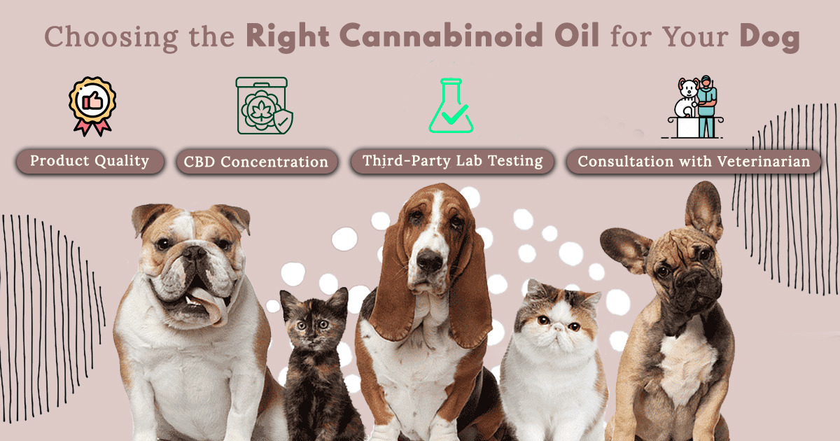 Cannabinoid oil for dog